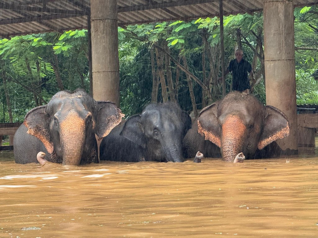 洪水上涨奇快，很快便触及大象肚子。（FB@Elephant Nature Park ）