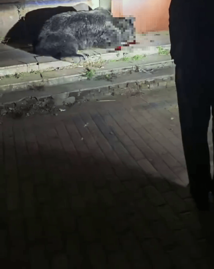 大黑熊遭擊斃。 大黑熊遭擊斃。