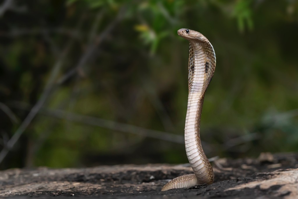 眼鏡蛇是兇猛毒蛇。 資料圖片  ​