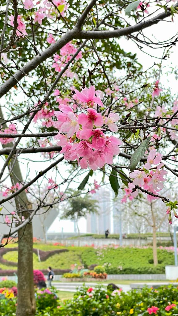將軍澳單車館公園內的櫻花這兩天盛開,引來大批市民觀賞。
