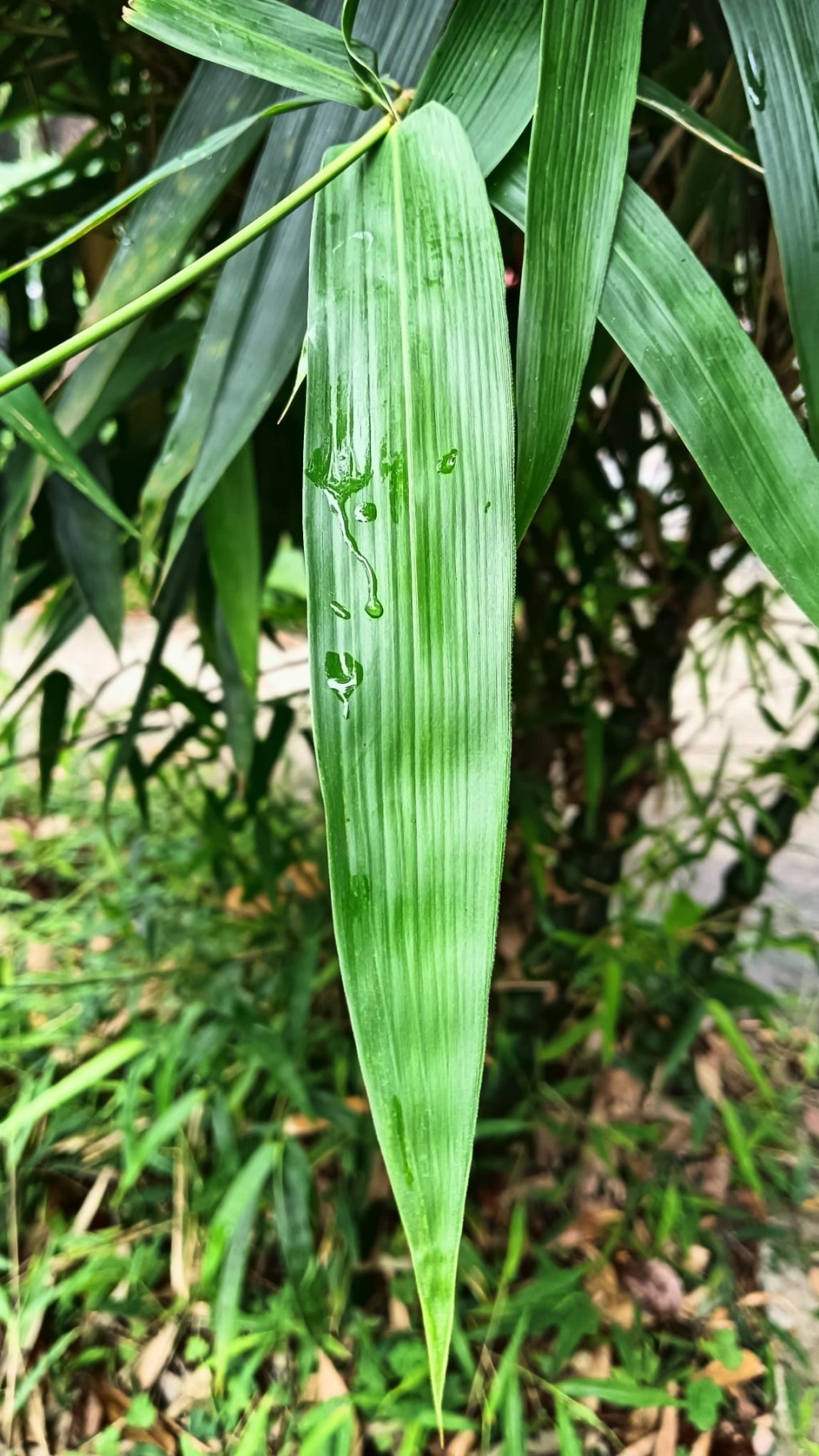 新鮮的竹葉製成的糭子,散發一種清新的香氣。(圖片來源:受訪者提供) 新鮮的竹葉製成的糭子,散發一種清新的香氣。(圖片來源:受訪者提供) 