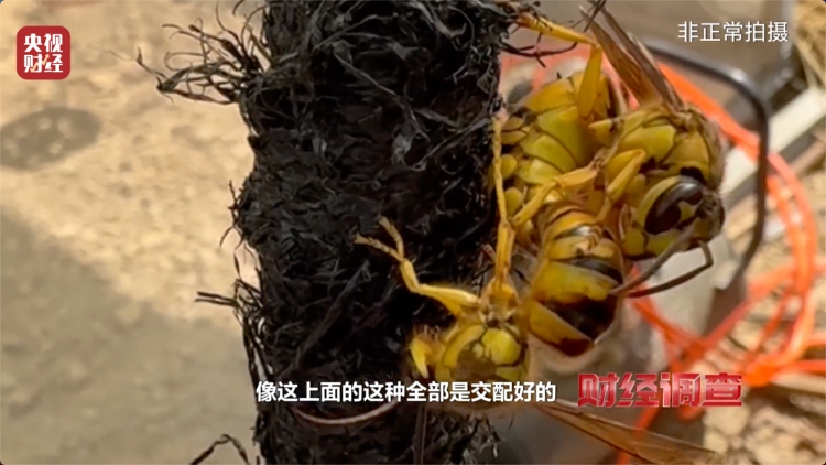 央視曝光濫養殺人蜂兜售牟利成風。