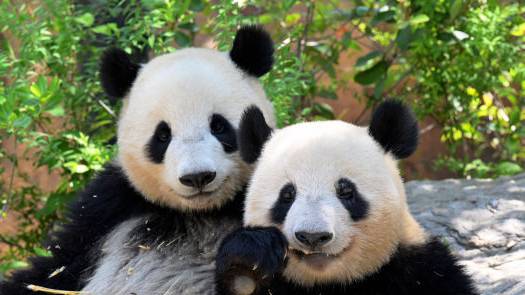 最後2隻旅日大熊貓「曉曉」和「蕾蕾」。 中新社