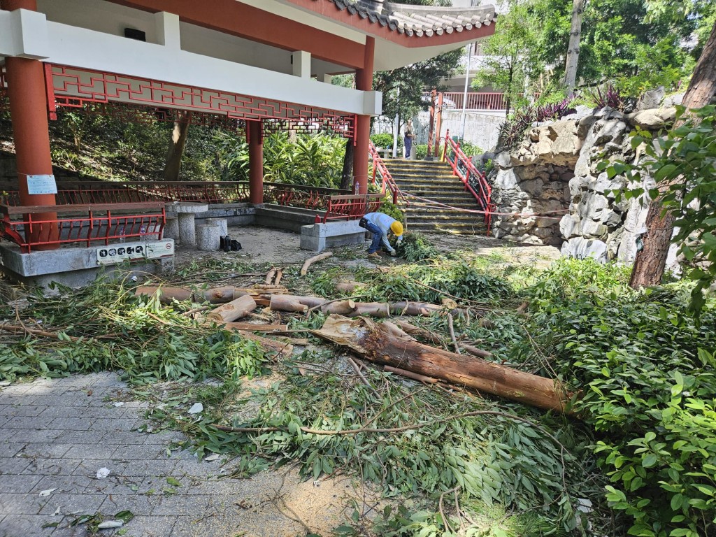 樹木管理部門處理了約1萬4500棵受風暴影響的樹木。發展局fb