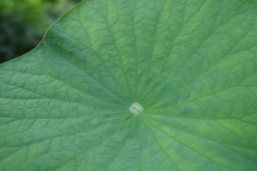 荷葉扁豆薏米瘦肉湯（圖片來源：PhotoAC）