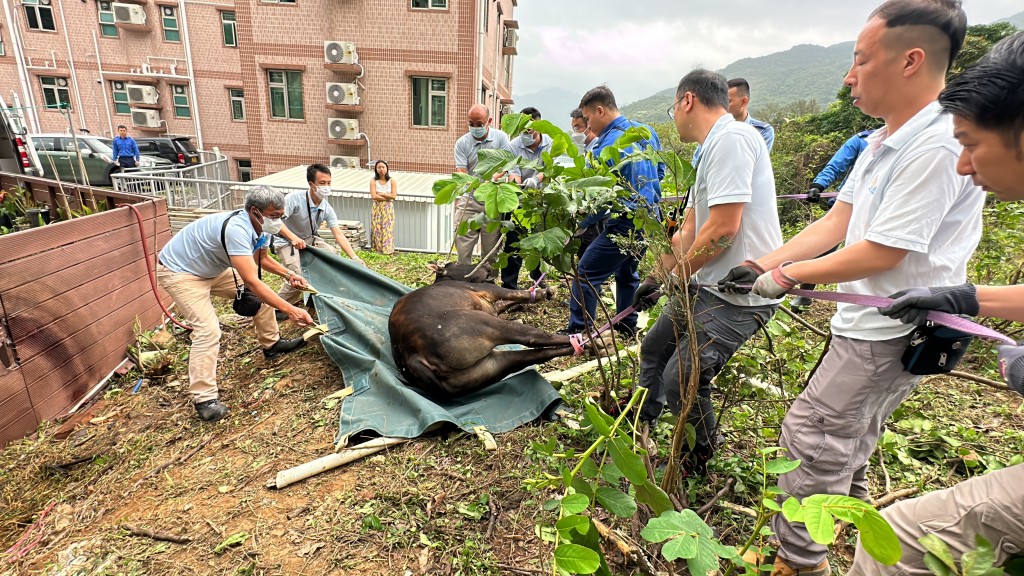消防及渔护署人员合力将母牛抬到帆布内。刘汉权摄
