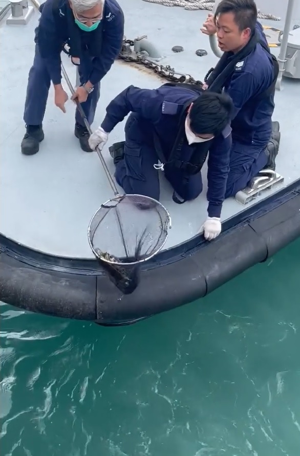 一名西湾河水警打捞巴西龟时，其馀两名同袍捉紧其衣衫防止跌入海中。(影片截图)