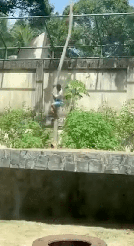 母獅見到馬查多翻牆闖入獅子展區，在樹底下虎視眈眈。X@TrueCrimeUpdat