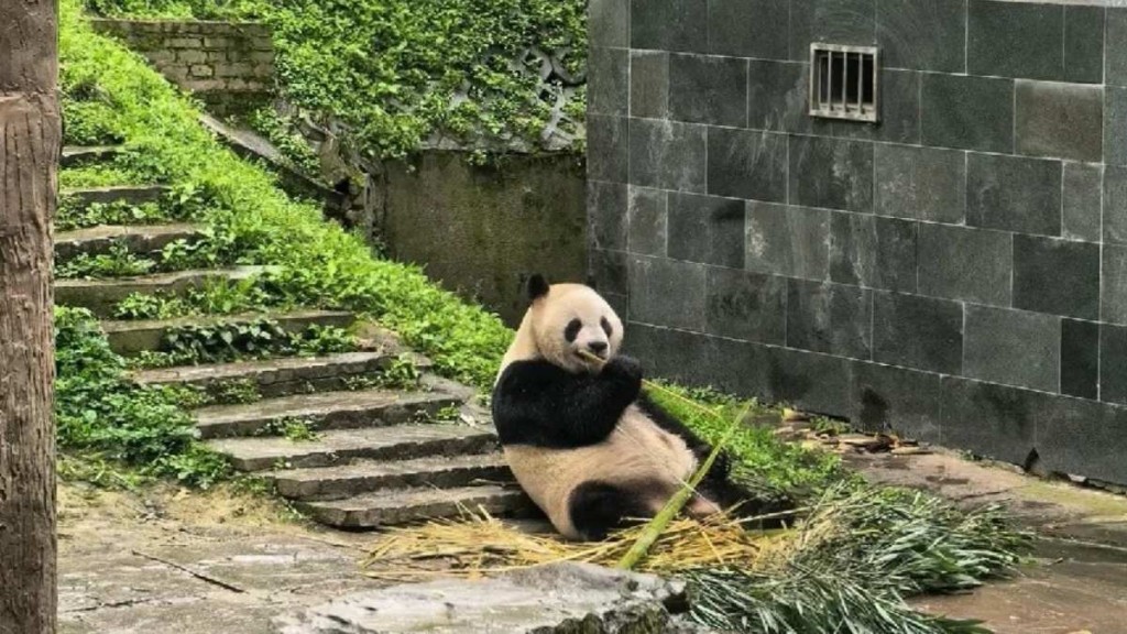 向大熊貓活動場吐口水，15遊客終身禁入臥龍基地。小紅書＠學委