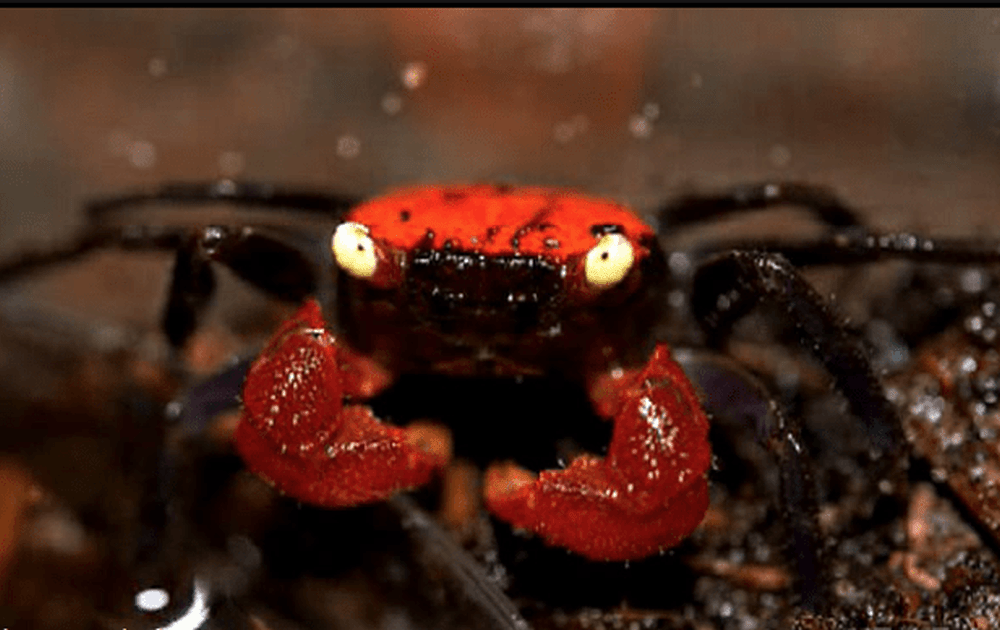 吸血鬼蟹有著鮮艷富有色澤的體色而受到「異寵」愛好者的喜愛。