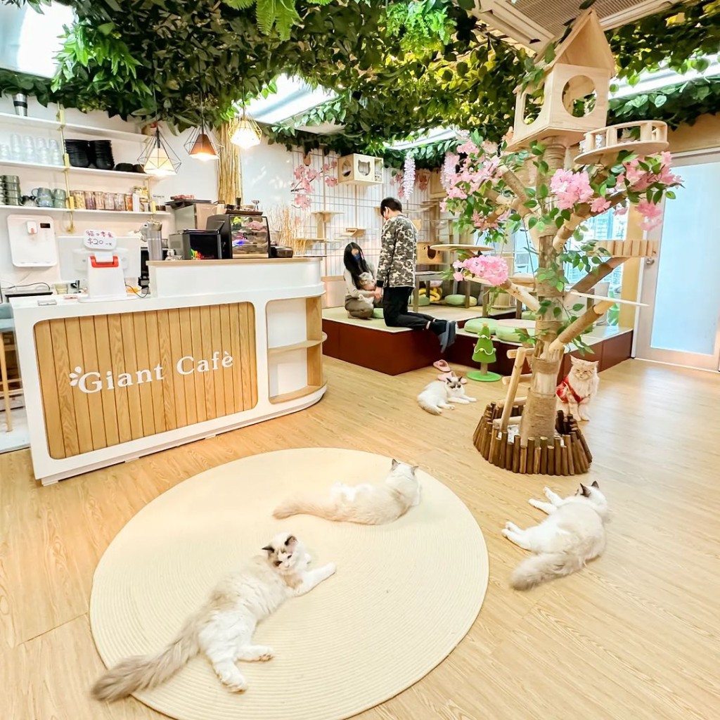 （圖片來源：ig@Gentle Giant Cafe 巨貓森林咖啡館）