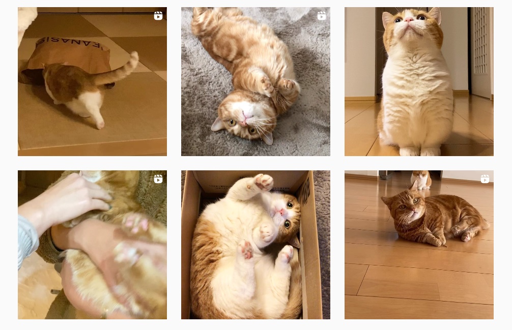 貓咪「Kinako」在IG有海量相片。網上截圖