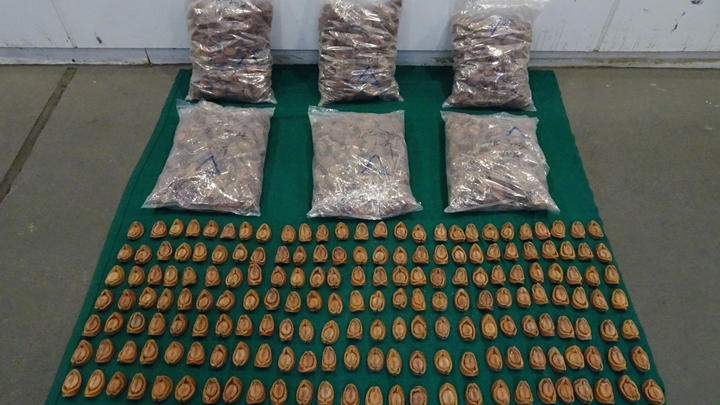 海關檢獲市值約195萬元的走私乾鮑魚。