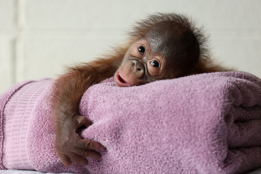 近日在都柏林動物園出生的紅毛猩猩寶寶，尚未改名。 Dublin Zoo