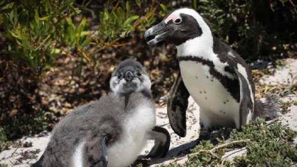 換羽期是南非企鵝生命週期的關鍵階段。  新華社