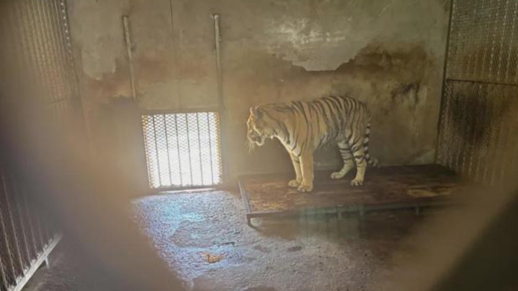 安徽民營動物園5年來，有共20隻東北虎死亡。
