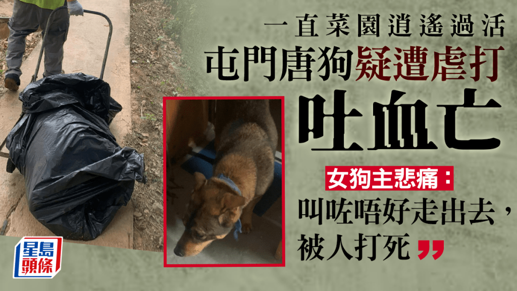 7歲唐狗「黑妹」疑遭虐打,翌日嘔血身亡。網上圖片