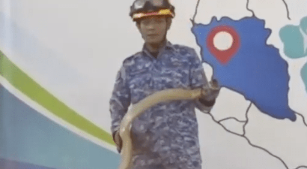 莫哈末慕阿占不慎遭一條劇毒的眼鏡王蛇咬傷右手中指。