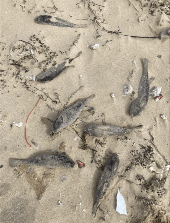 福岡沙灘有大量河豚屍體出現。