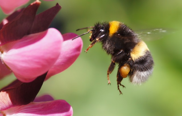 Bumblebee(大黄蜂) Bumblebee(大黄蜂)