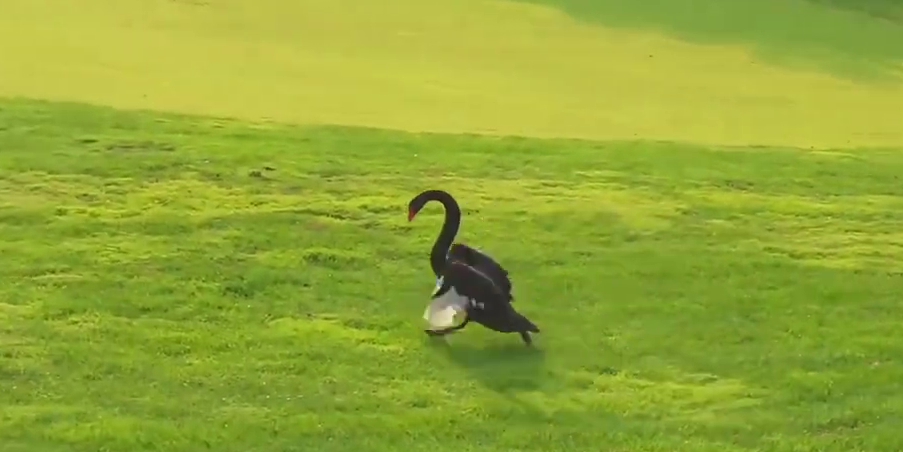 突入的黑天鵝。 突入的黑天鵝。