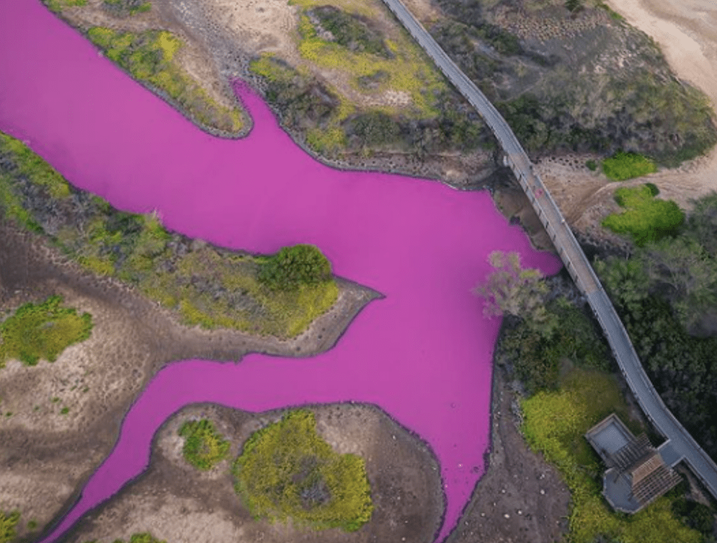 美國夏威夷州茂宜島的一個野生動物保護區，近日被發現池塘水突然變了夢幻粉紅色，驟眼看來猶如荷里活電影《芭比》場景。IG圖片