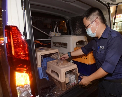 愛護動物協會人員帶走疑被虐殺貓屍。