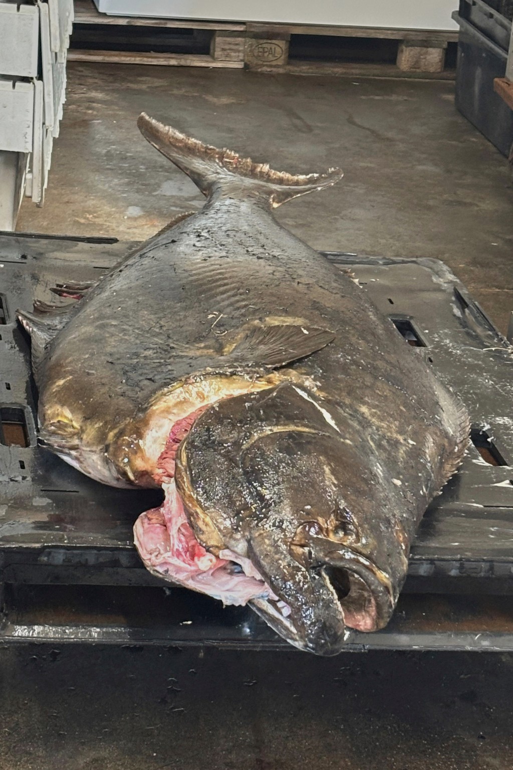 這條大魚重177磅。美聯社