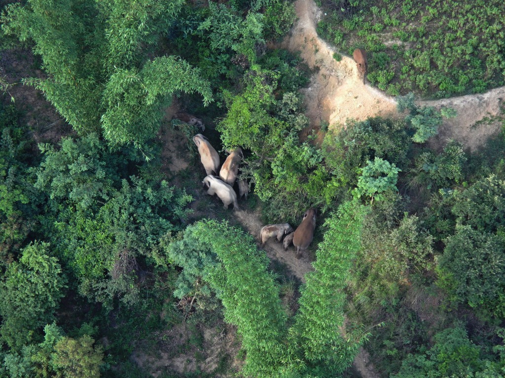 雲南一群亞洲象去年3月開始,由西雙版納的棲息地向北遷徙。新華社圖片
