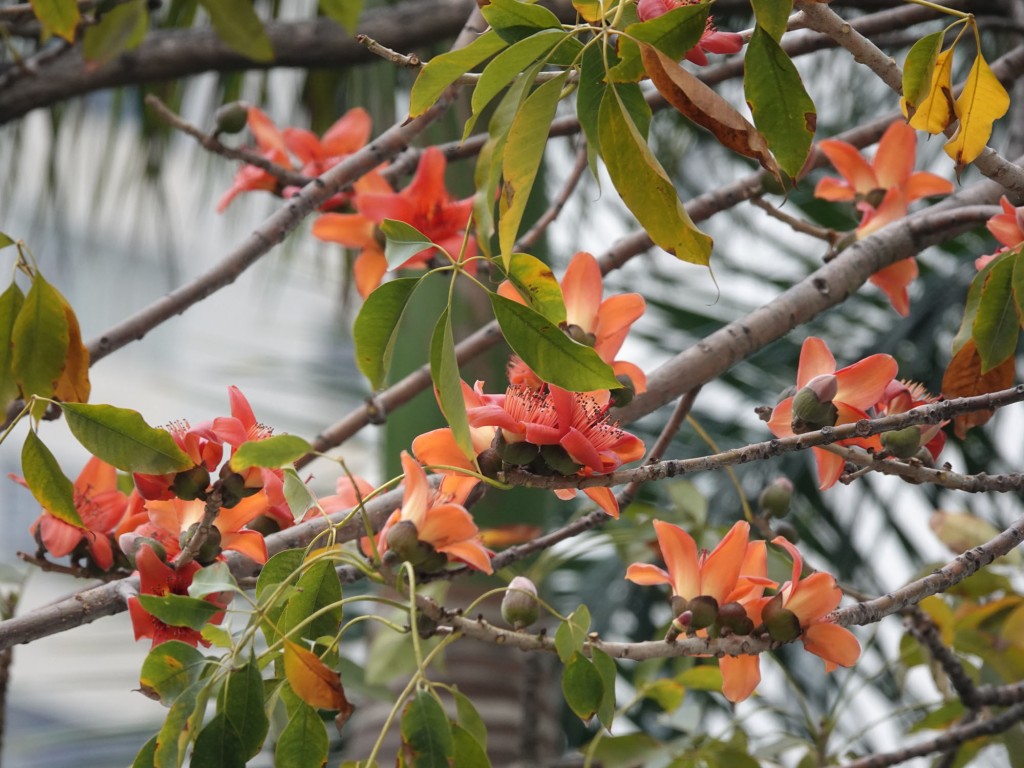 木棉橙紅色的花。發展局-綠化、園境及樹木管理組網頁資料