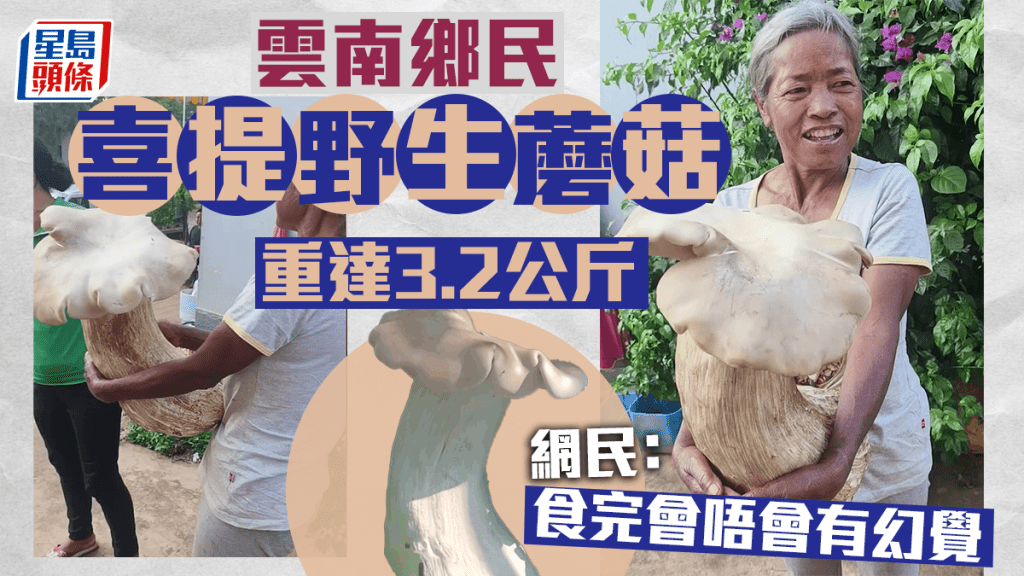 雲南村民挖出巨型野生蘑菇 重3.2公斤雙手才能抱起