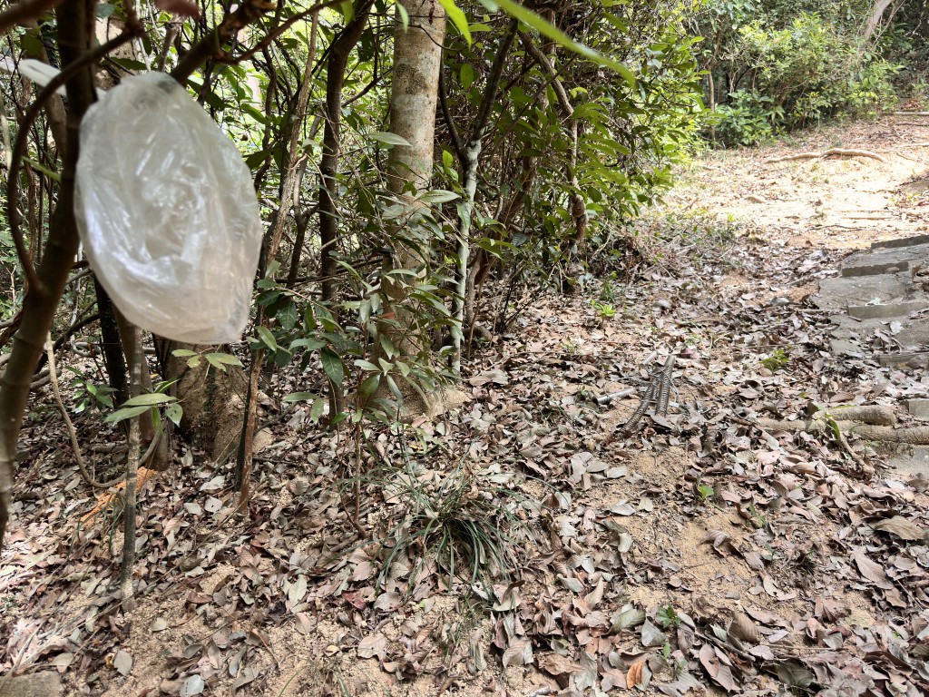 附近树上绑有胶袋，估计有人用作标示捕兽器位置。梁国峰摄