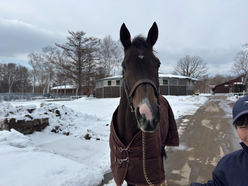前三屆香港馬王「金鎗六十」目前在日本北海道著名的北方牧場頤養天年。