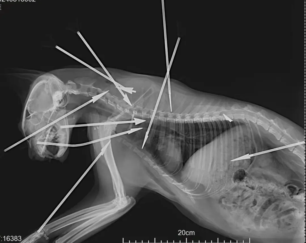 中箭狸白貓的X光片。
