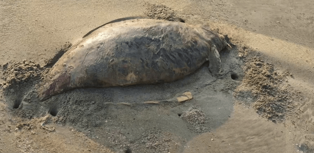湛江發現疑似儒艮屍體,此前被宣告在中國大陸沿海「功能性滅絕」 。 湛江發現疑似儒艮屍體,此前被宣告在中國大陸沿海「功能性滅絕」 。