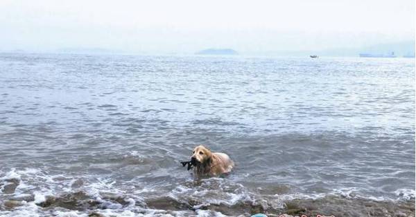 有網友感慨「連人類最親近的朋友都已在行動」。