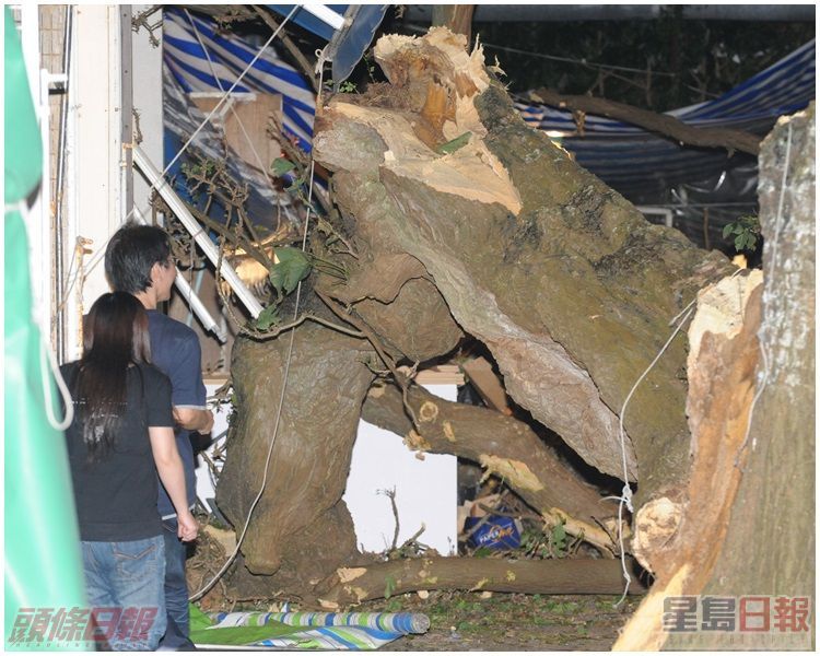 康文署人員用繩固定樹身，以備鋸斷粗壯的樹身。資料圖片