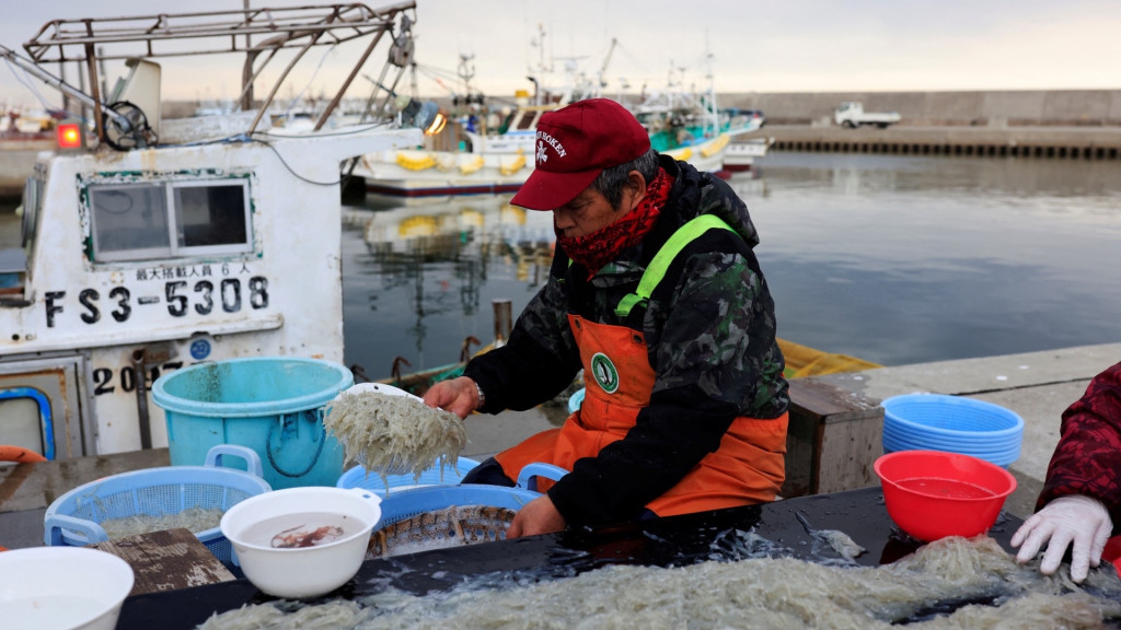 本漁民在福島第一核電站附近的漁港整理魚獲。 路透社