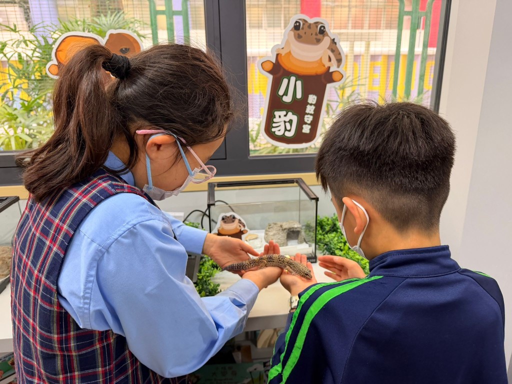 豹紋守宮小豹（圖片來源：受訪學校提供）