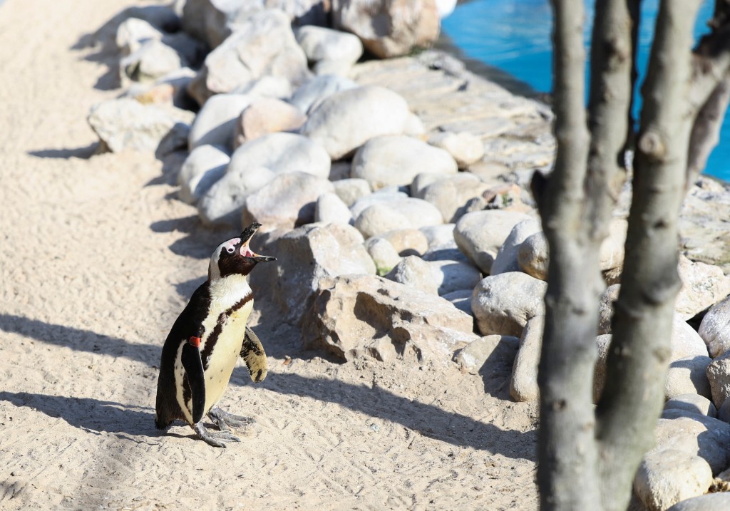 南部非洲海岸鳥類保護基金會（SANCCOB）康復中心一隻非洲企鵝。路透社圖片