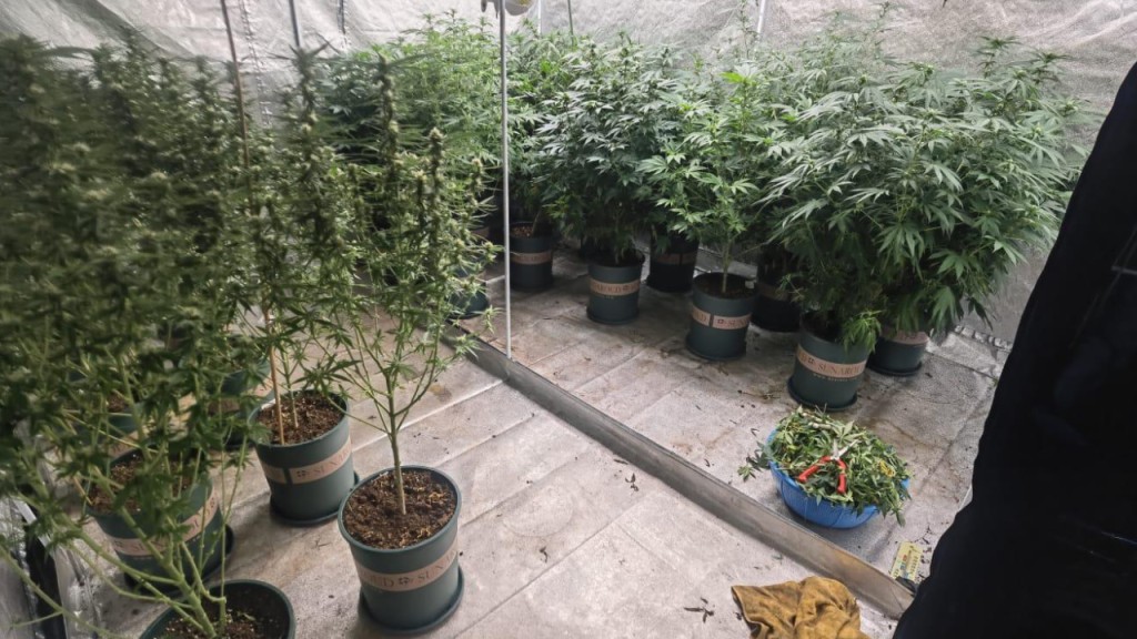 警破大埔村屋大麻種植場 檢142萬元貨拘兩男。警方圖片