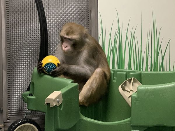 大脑晶片已在猴子身上进行了测试。