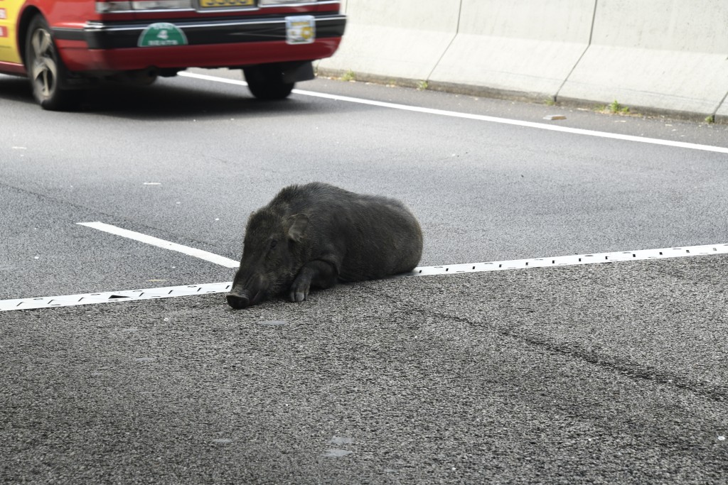受傷野豬一度在兩條行車線之間趴下。