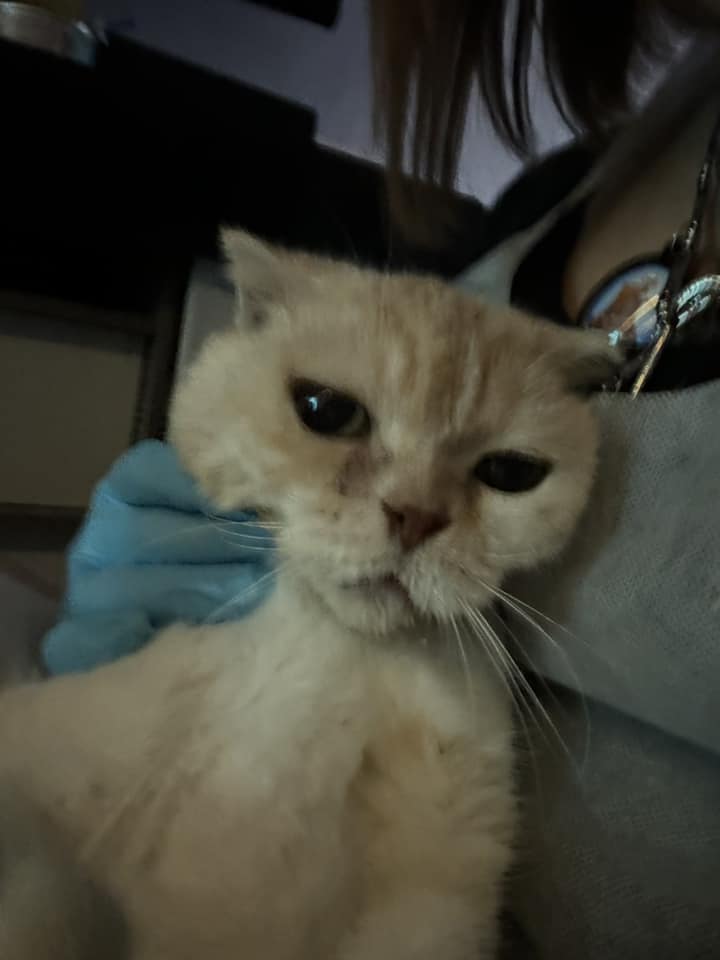 貓貓其後被帶到獸醫診所接受治療。