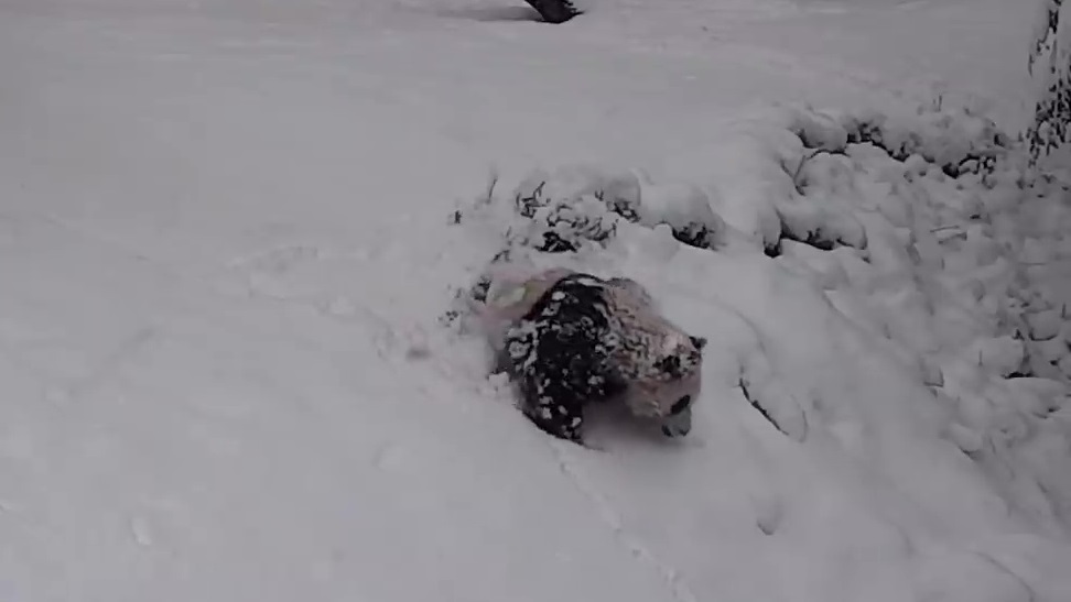 小奇蹟開心地玩雪。互聯網圖片