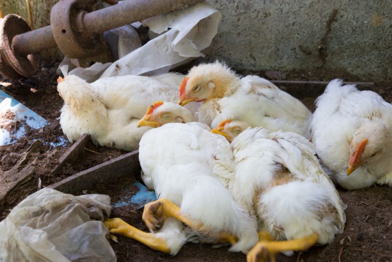 禽流感可以傳給人類。