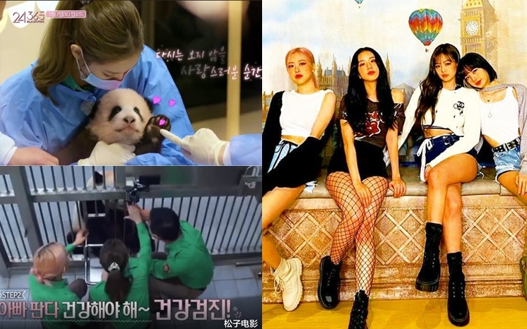 BLACKPINK團綜最後一集預告成員們化妝接觸小熊貓,被網民鬧爆會刺激到初生小熊貓。