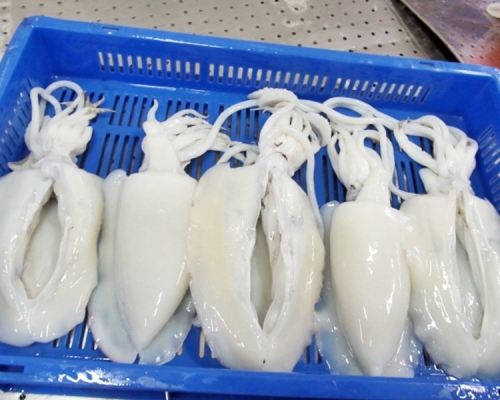 內地海關總署從一批印度進口凍墨魚的包裝樣本中,驗出對新冠病毒核酸呈陽性。示意圖