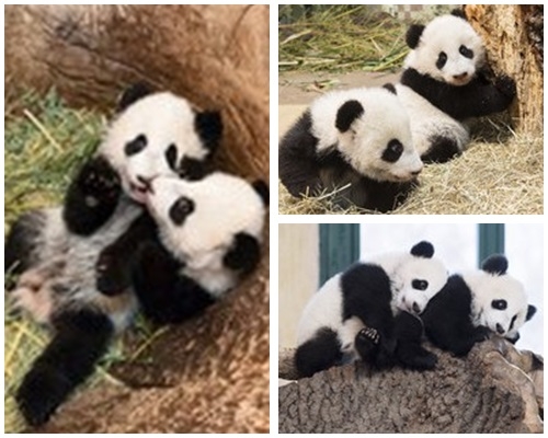 「福伴」及「福鳳」十分好動，爬樹幹互相摟抱。網圖