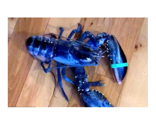 每200萬隻龍蝦中只有一隻會呈現鮮藍色。